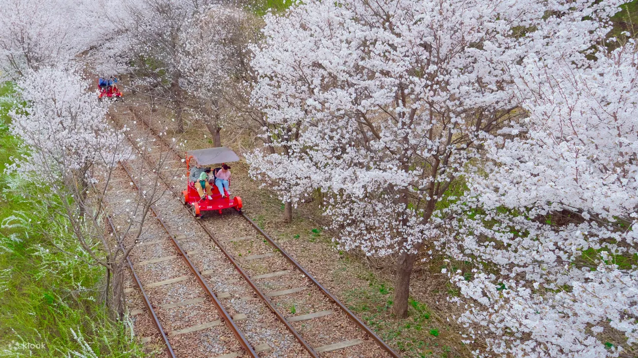 people riding gapyeong rail bikes, white flowers